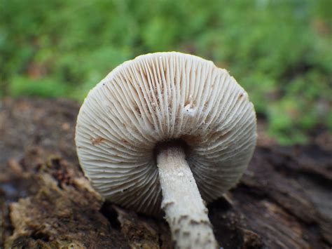 Lepiota Felina The Ultimate Mushroom Guide