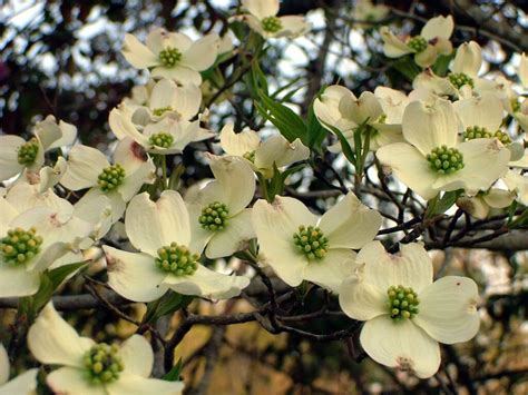 Dogwood Tree Free Photo Download | FreeImages