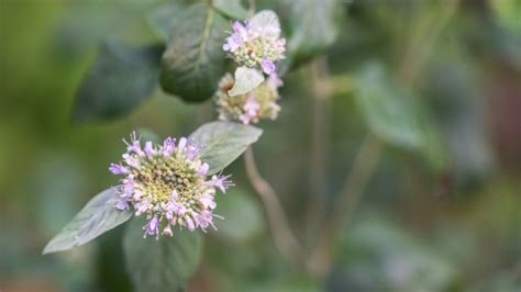 21 Edible Native Plants: Growing a Native Food Garden