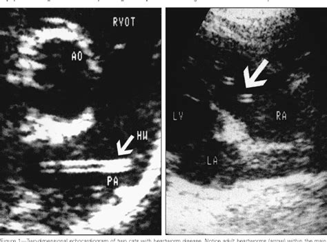 Figure 1 From Use Of Echocardiography For The Diagnosis Of Heartworm