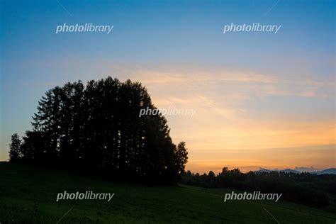 夕焼け空とカラマツ林 美瑛町 写真素材 5588594 フォトライブラリー Photolibrary