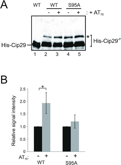 Damage Dependent Phosphorylation Of Recombinant Full Length Cip29 A