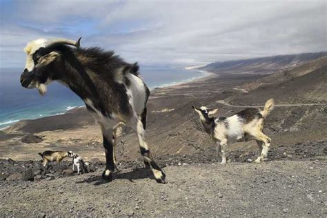 Fuerteventura: Cofete Beach and "Villa Winter" VIP Tour | GetYourGuide