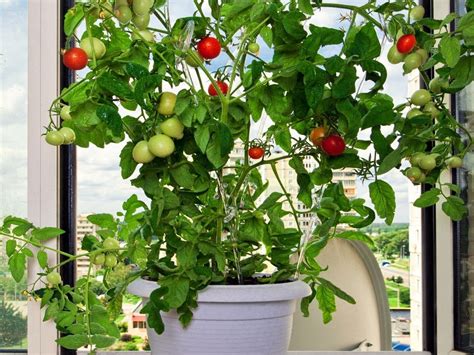 Tomato Growing Mistakes New Gardeners Make Gardening