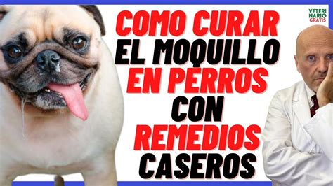 C Mo Curar El Moquillo En Perros Con Remedios Caseros Adultos Y