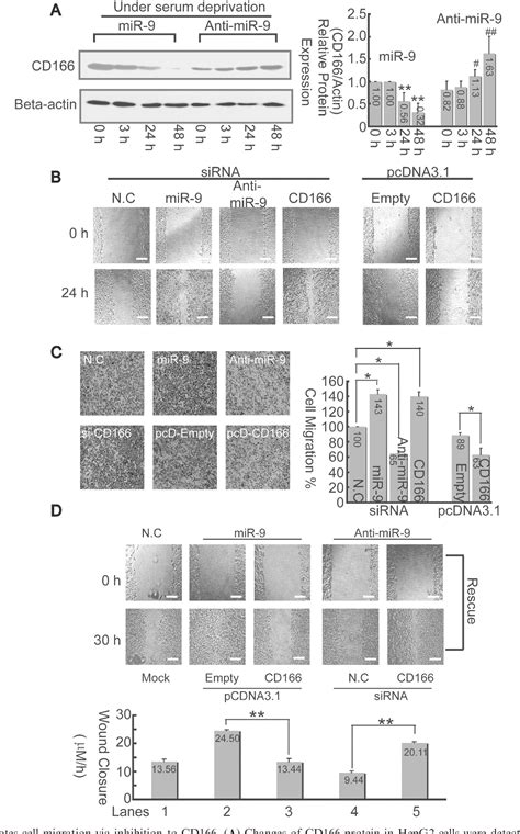 Figure 7 From Nf Kappab P50 P65 Hetero Dimer Mediates Differential