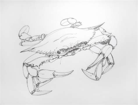 Blue Crab Sketch At Explore Collection Of Blue