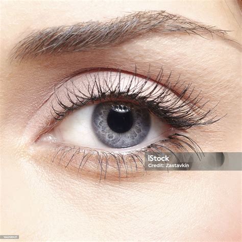 woman eye stock photo  image  close  retina women