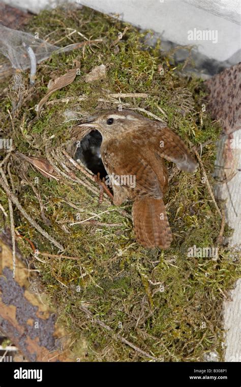 Winter Wren at nest Stock Photo - Alamy