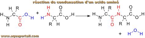 Polycondensation Définition Et Explications