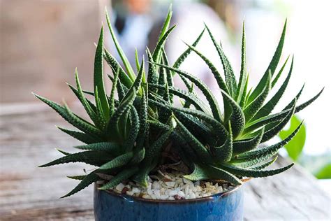 How To Grow And Care For Zebra Haworthia Gardeners Path