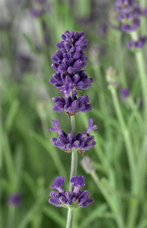 Lavandula Angustifolia Blue Scent Early Muller Seeds