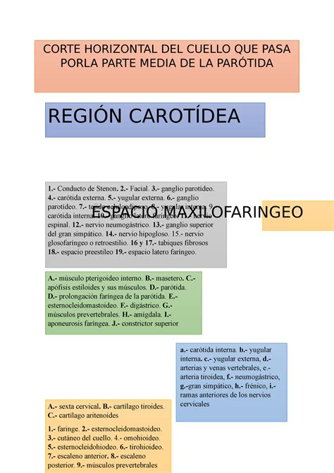 Anato Apuntes A sexta cervical B cartílago tiroides C