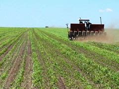 Chuvas Favorecem Plantio De Milho Segunda Safra Not Cias Agr Colas