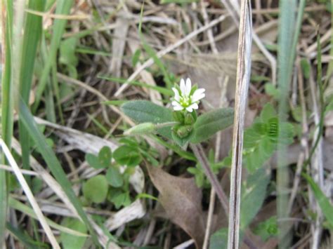 Cerastium Glomeratum Sticky Mouse Ear Chickweed Etc The Belmont