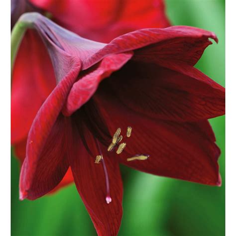 Intensely Beautiful Velvety Rich Red Amaryllis That We Grew For