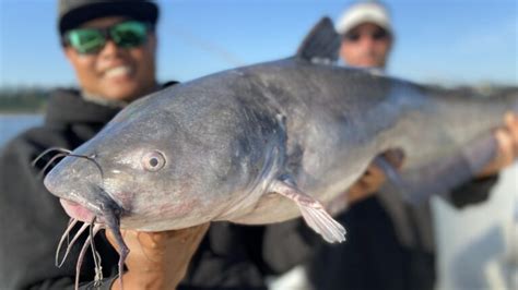 Catfish: A Guide to Habitat, Life Cycle, and Catching Tips - FishOnTips