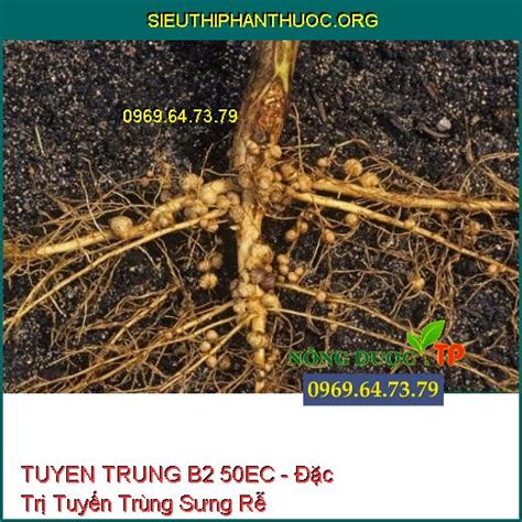 Tuyen Trung B2 50ec Đặc Trị Tuyến Trùng Sưng Rễ Thối Rễ Vàng Lá Chết