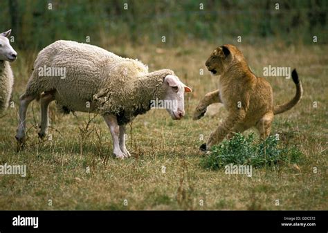 African Lion Panthera Leo Cub With Sheep Stock Photo Alamy