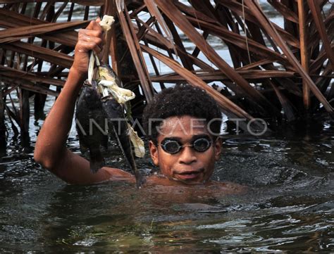 Lombat Tangkap Ikan Tradisional Di Papua Antara Foto