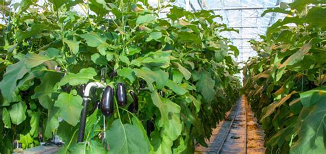 How To Grow Eggplants In Greenhouses Atop Lighting