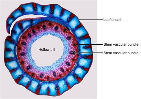 Grass Morphology And Anatomy Earth Home Evolution