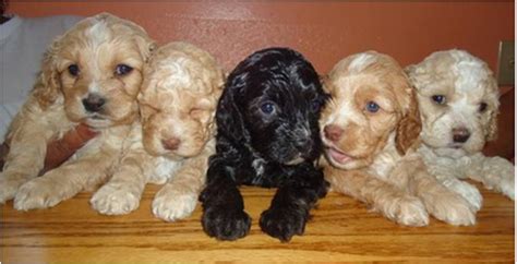 Cockapoo Breeders