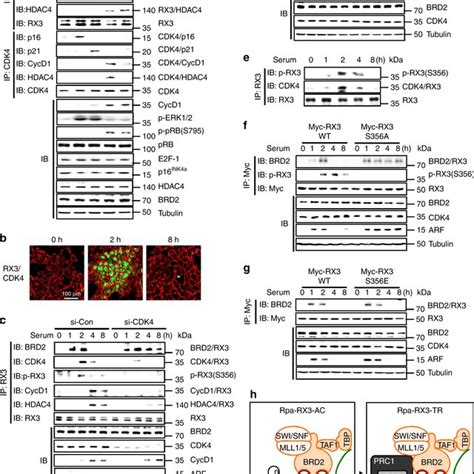 Runx3 Sequentially Recruits Trxg And Pcg Complexes A Yeast Two Hybrid Download Scientific