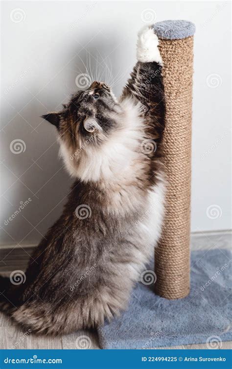 O Gato Afia Suas Garras No Poste De Arranhar Imagem De Stock Imagem