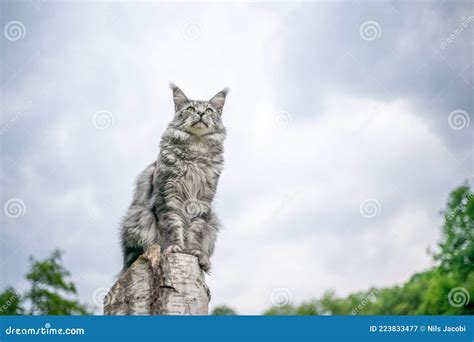 Maine Coon Kat Zit In Berch Tree Stump In Openlucht Observatie Natuur