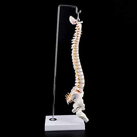 Buy Kezaizhe Anatomy Education Model 45cm Flexible Human Spinal