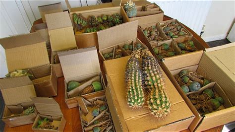 Rare Cactus Plants Unboxing Unbelievable Must Watch Youtube