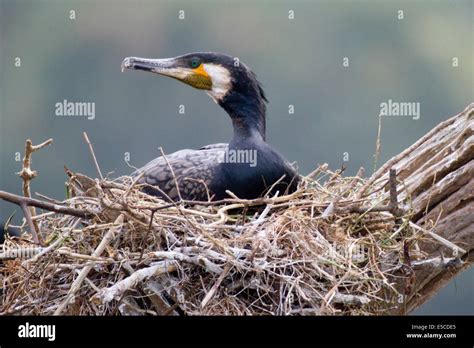 Great Cormorant in full breeding colors sits on it's nest ...