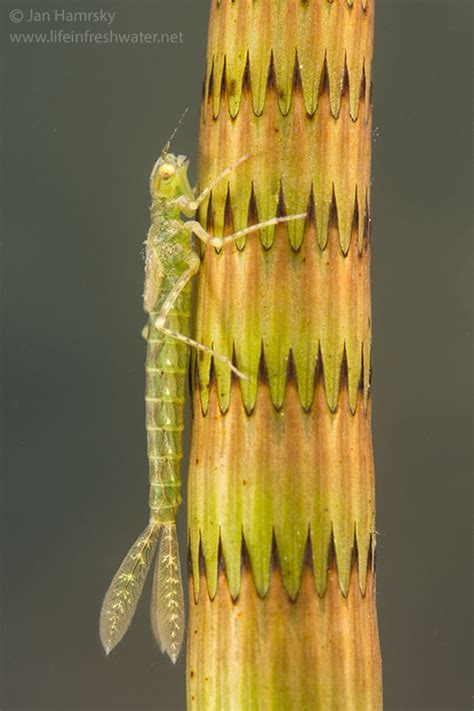 Damselfly Nymphs Odonata Zygoptera Life In Freshwater