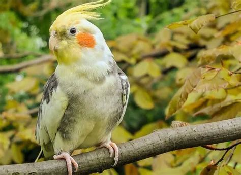 Cockatiel Breeding 101 Tips For Raising Young Birds