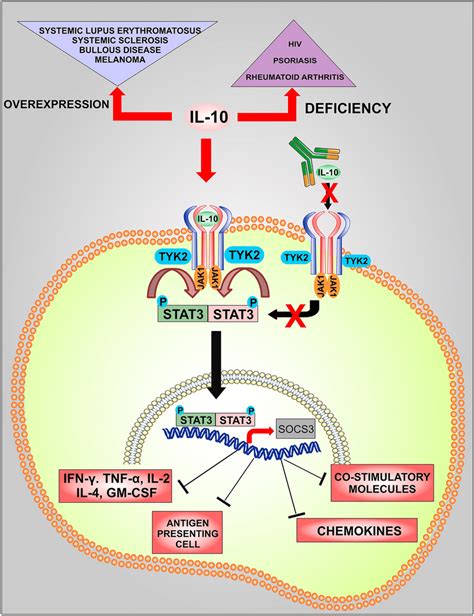 Mechanism action of IL-10 signaling. When IL-10 binds to its receptors ...