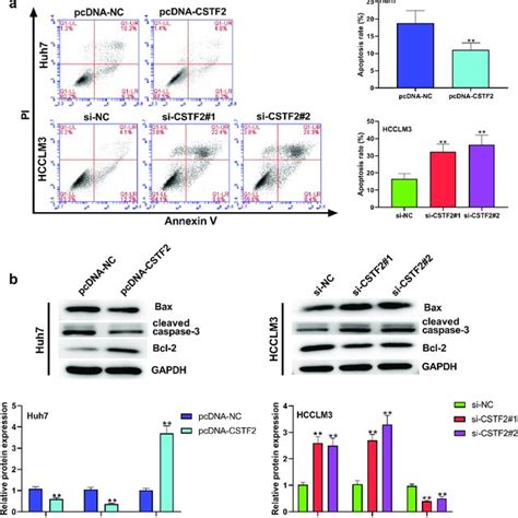 Cstf2 Overexpression Restrained Huh7 Cell Apoptosis A Cell Apoptosis