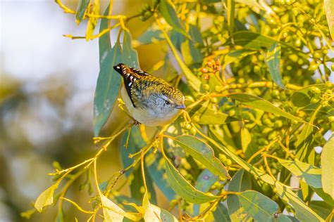 Spotted Pardalote Birds Of Australia