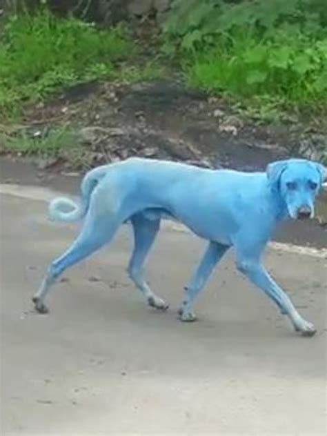 Blues Clues Dog In Real Life Cute Animals Dogs Blue Dog Atelier