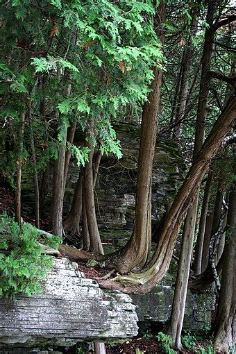 Thuja occidentalis - Wikipedia