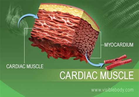 Cardiac Muscle Structure