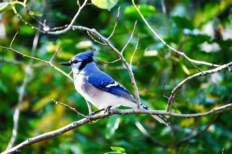 Blue Jay Bird Perched - Free photo on Pixabay - Pixabay