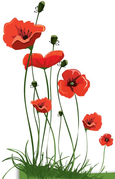 Undercover Of Lightness Anzac Day Poppies 395x615 Png Clipart