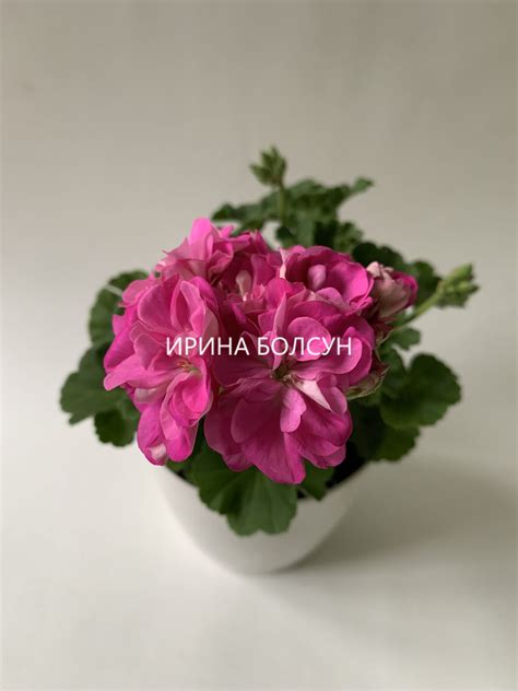 Ю_Дикая Роза - Пеларгонии в Гомеле