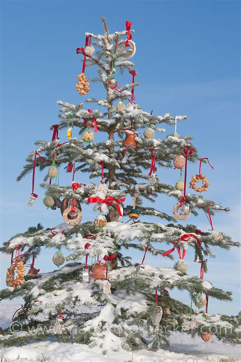 Tannenbaum Fuer Voegel Naturfoto Frank Hecker