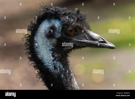 Emu in Australia Stock Photo - Alamy