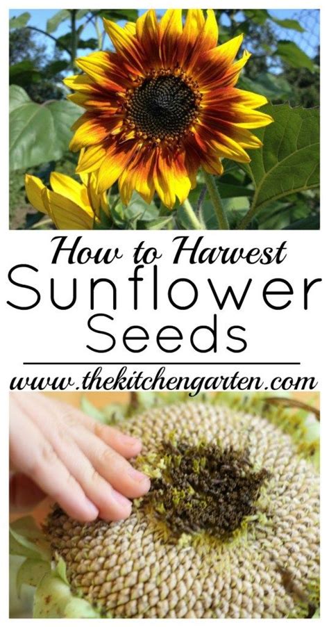 Harvesting Sunflower Seeds: A Guide to Growing and Collecting