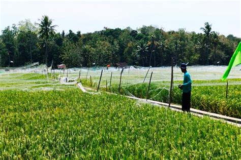 Menjelang Panen Raya Petani Pindul Mengantisipasi Serangan Hama Pipit