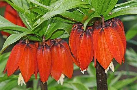 Vroege Vogels Foto Planten Keizerskroon