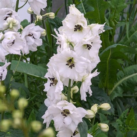 Garden Larkspur Magic Fountains White Dark Bee Delphinium Cultorum